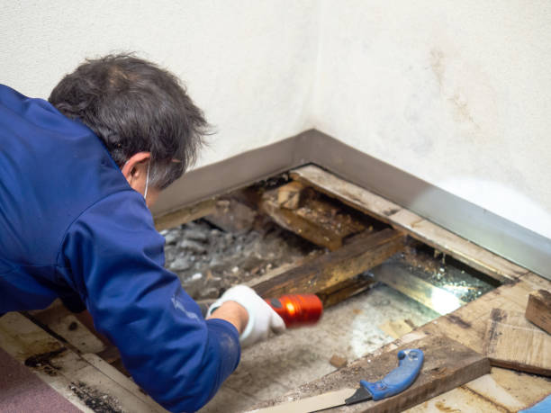 Best Toxic Mold Removal  in Village Green, NY