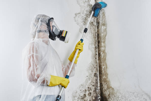 Best Crawl Space Mold Removal  in Village Green, NY
