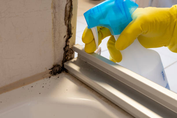 Crawl Space Mold Removal in Village Green, NY