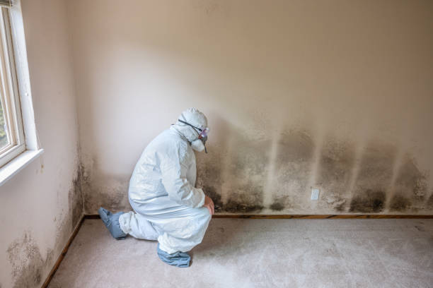 Best Certified Mold Removal  in Village Green, NY