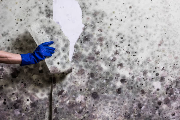 Office Mold Removal Services in Village Green, NY