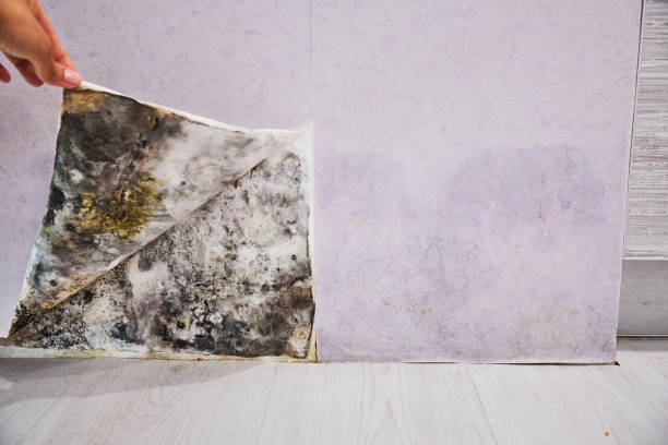 Best Commercial Mold Removal  in Village Green, NY